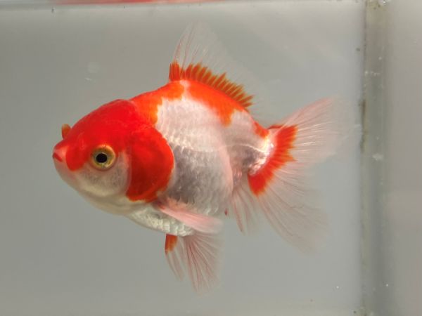 鳳凰オランダ　12番　全長約10センチ　金魚 kingyo 金魚生体 きんぎょ