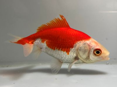 ジャンボオランダ　3番　全長約11.5センチ　金魚 kingyo 金魚生体 きんぎょ