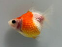 国産ちょうちんパール 21番 全長約5.5センチ 金魚 kingyo 金魚生体 きんぎょ