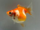 国産ちょうちんパール 22番 全長約5.5センチ 金魚 kingyo 金魚生体 きんぎょ