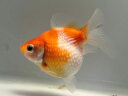 国産ちょうちんパール 23番 全長約5.5センチ 金魚 kingyo 金魚生体 きんぎょ