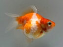 国産ちょうちんパール 24番 全長約5.5センチ 金魚 kingyo 金魚生体 きんぎょ
