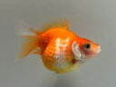 国産ちょうちんパール 25番 全長約5.5センチ 金魚 kingyo 金魚生体 きんぎょ
