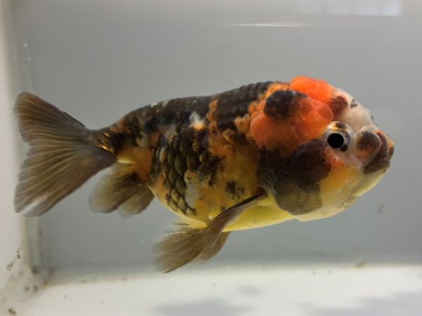 中国キャリコ猫ランチュウ　1番　全長約10センチ　金魚 kingyo 金魚生体 きんぎょ