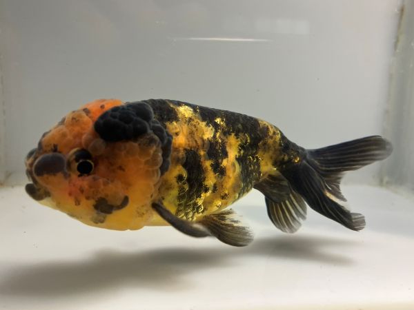 中国キャリコ猫ランチュウ　2番　全長約11センチ　金魚 kingyo 金魚生体 きんぎょ
