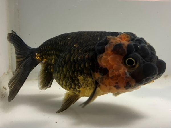 中国キャリコ猫ランチュウ　3番　全長約11センチ　金魚 kingyo 金魚生体 きんぎょ