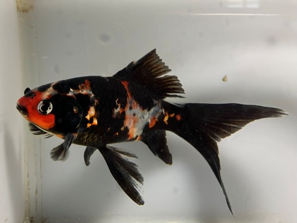 墨朱文金　2番　全長約15センチ　金魚 kingyo 金魚生体 きんぎょ