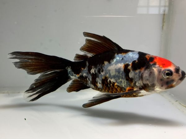 墨朱文金　4番　全長約14センチ　金魚 kingyo 金魚生体 きんぎょ