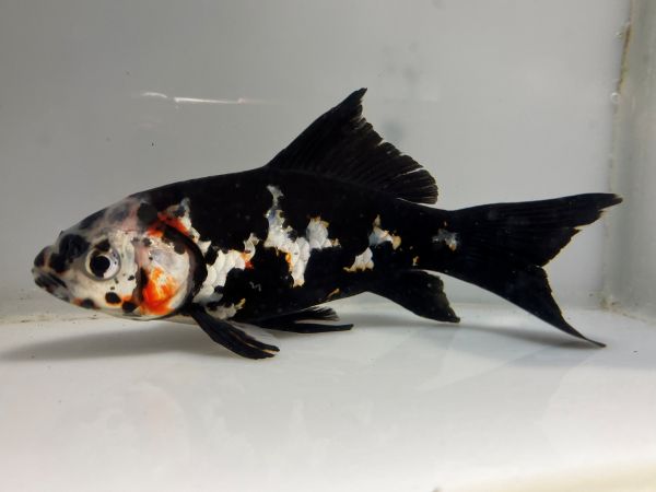 墨朱文金　4番　全長約15センチ　金魚 kingyo 金魚生体 きんぎょ