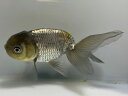 深見産 青秋錦 3番 全長約11センチ 金魚 kingyo 金魚生体 きんぎょ