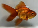 茶金 4番 全長約12センチ 金魚 kingyo 金魚生体 きんぎょ