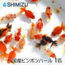 (金魚) 国産ピンポンパール S (1匹) パールスケール 珍珠鱗 更紗 赤 黒 虎