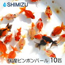 (金魚) 国産ピンポンパール S (10匹) パールスケール 珍珠鱗 更紗 赤 黒 虎