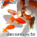 (金魚) 国産だるま琉金MIX S (5匹) 大和郡山産 ショートテール ST 赤 更紗 白 黒 キャリコ 桜