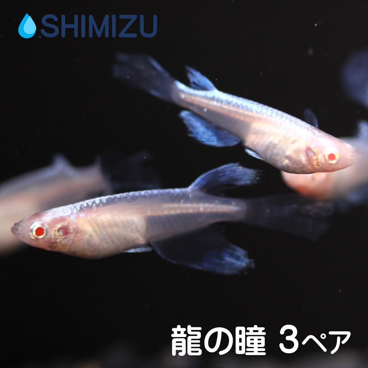 メダカ めだか 三色ラメ Aクラス 1ペア ペット 観賞魚 生体 品種改良メダカ アクアリウム 成魚 ラメ 三色