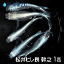 (メダカ) 松井ヒレ長 幹之 (1匹) 国産 めだか 目高 ビオトープ イベント お祭り すくい 長 ミユキ みゆき