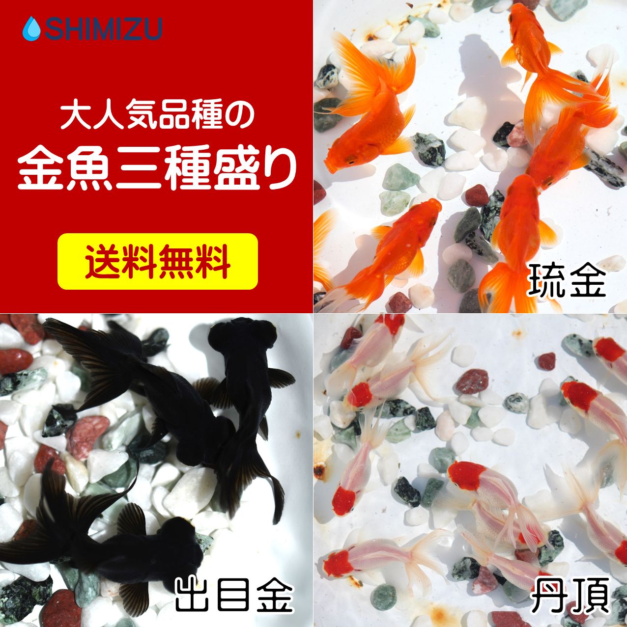 【送料無料】 金魚 大人気金魚三種盛りセット 琉金 出目金 丹頂 各1匹 計3匹 国産 弥冨産 ミックス MIX 北海道 沖縄県及び一部離島を除く