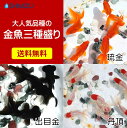 【送料無料】 (金魚) 大...