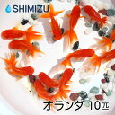 (金魚) オランダ獅子頭 (10匹) 国産 弥冨産 goldfish きんぎょ キンギョ ビオトープ お祭り