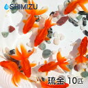 (金魚) 琉金 (10匹) 国産 弥冨産 goldfish きんぎょ キンギョ ビオトープ お祭り リュウキン りゅうきん