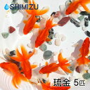 (金魚) 琉金 (5匹) 国産 弥冨産 goldfish きんぎょ キンギョ ビオトープ お祭り リュウキン りゅうきん