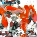 (金魚) 更紗オランダ獅子頭 (5匹) 国産 弥冨産 goldfish きんぎょ キンギョ ビオトープ お祭り サラサ さらさ