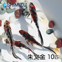 (金魚) 朱文金 (10匹) 国産 弥冨産 goldfish きんぎょ キンギョ ビオトープ お祭り シュブンキン しゅぶんきん キャリコ コメット