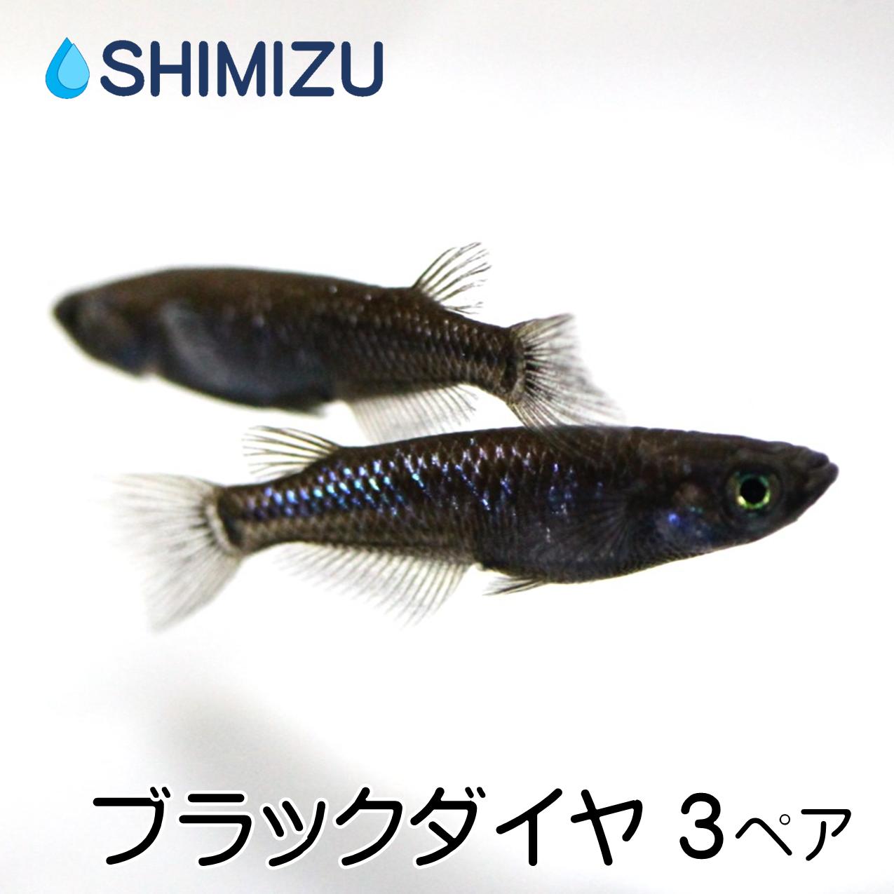 (メダカ) ブラックダイヤ (3ペア) 6匹 オス メス 3匹ずつ めだか 目高 ビオトープ イベント お祭り 繁殖 雄 雌 産卵 オロチ ラメ