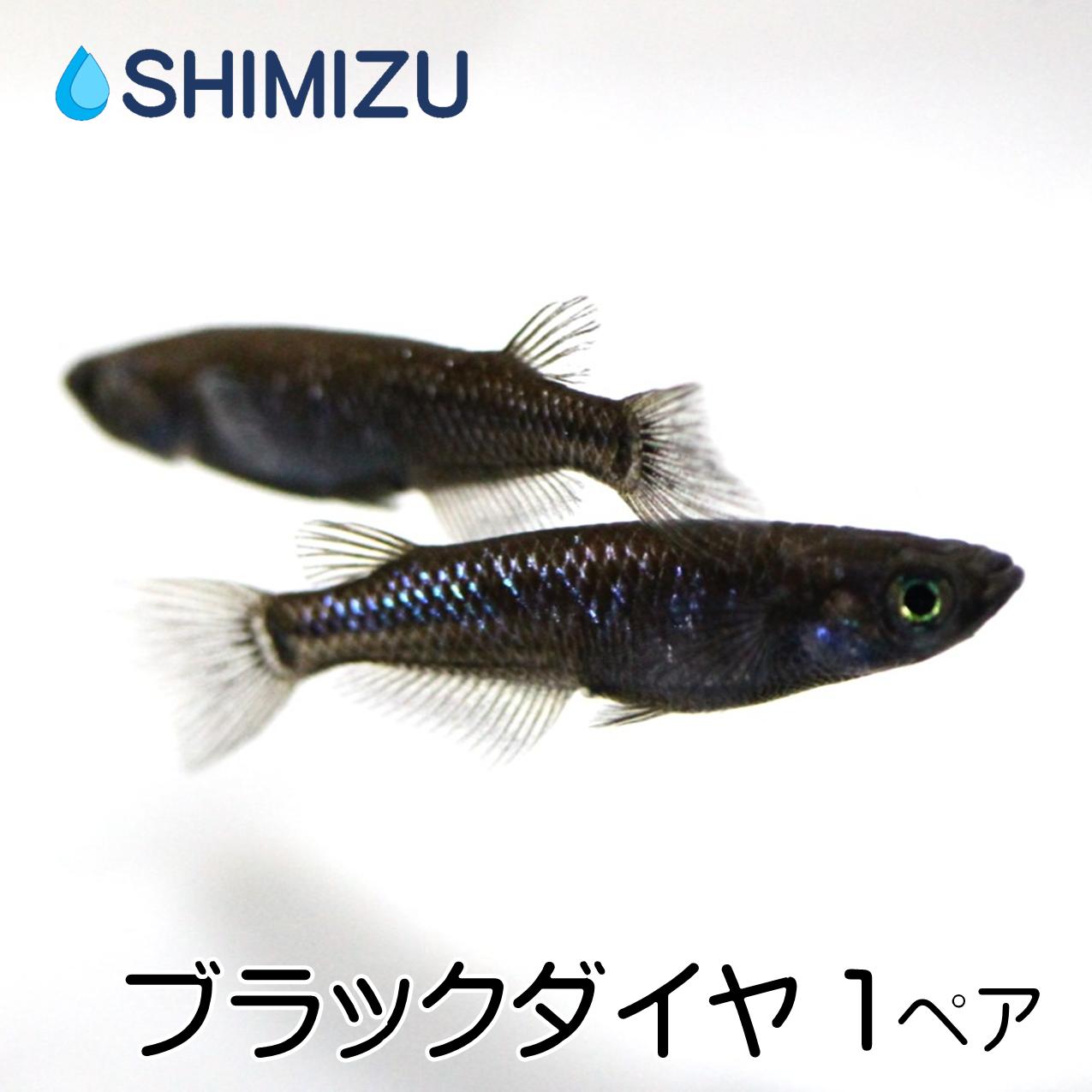 (メダカ) ブラックダイヤ (1ペア) 2匹 オス メス 1匹ずつ めだか 目高 ビオトープ イベント お祭り 繁殖 雄 雌 産卵 オロチ ラメ