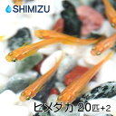 (メダカ) ヒメダカ (20匹) 国産 おまけ入り めだか 目高 ビオトープ イベント お祭り 生餌 すくい