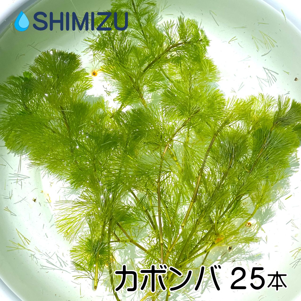 【商品内容】 カボンバ 20本です。 【サイズ】 全長：180〜250mm 【最適管理水温】 15〜28℃ ・この範囲を超えても育成は可能ですが成育が悪くなることがあります。【注意事項】お使いのモニターの発色具合によって、実際のものと色が異なる場合がございます。 【ご注文の前に】 ・輸入品のため十分な水洗いと流水管理を行ったものを出荷しています。それでも農薬が残留している可能性はございますのでエビ類のいる飼育容器へ入れる際は十分ご注意ください。 ・こちらの商品を入れた後に生体が不調に陥ってしまった場合も一切の責任を負いかねますのでご了承ください。 ・貝類や他の植物付着していたり、虫食いがあることがございます。 ・色形は産地や季節によって変わることがあります。 ・色形、長さの指定は承っておりません。 ・金魚やエビ類は葉などを食べることがあります。 ・屋内で育成される場合は、水草向けのライトを使用するなど十分な光量をご用意ください。 【発送日について】 営業日の午前8：00までにいただいた着日時指定のないご注文は、最短で翌日着でお届けします。 ※地域や商品によっては翌日着以降になることもあります。発送日が決まり次第、メールでお知らせいたします。 【梱包について】 生態や季節に合わせてスチロール箱か段ボール箱で発送します。 高温期には水を凍らせたペットボトルを、低温期には使い捨てカイロを入れて発送することがあります。 【飼育容器に入れる前に】 貝類や他の植物が付着していることがあります。 こちらでも水洗いを行っていますが完全に除去できているわけではないため、ご使用の前に改めて水洗いしていただくことをおすすめいたします。