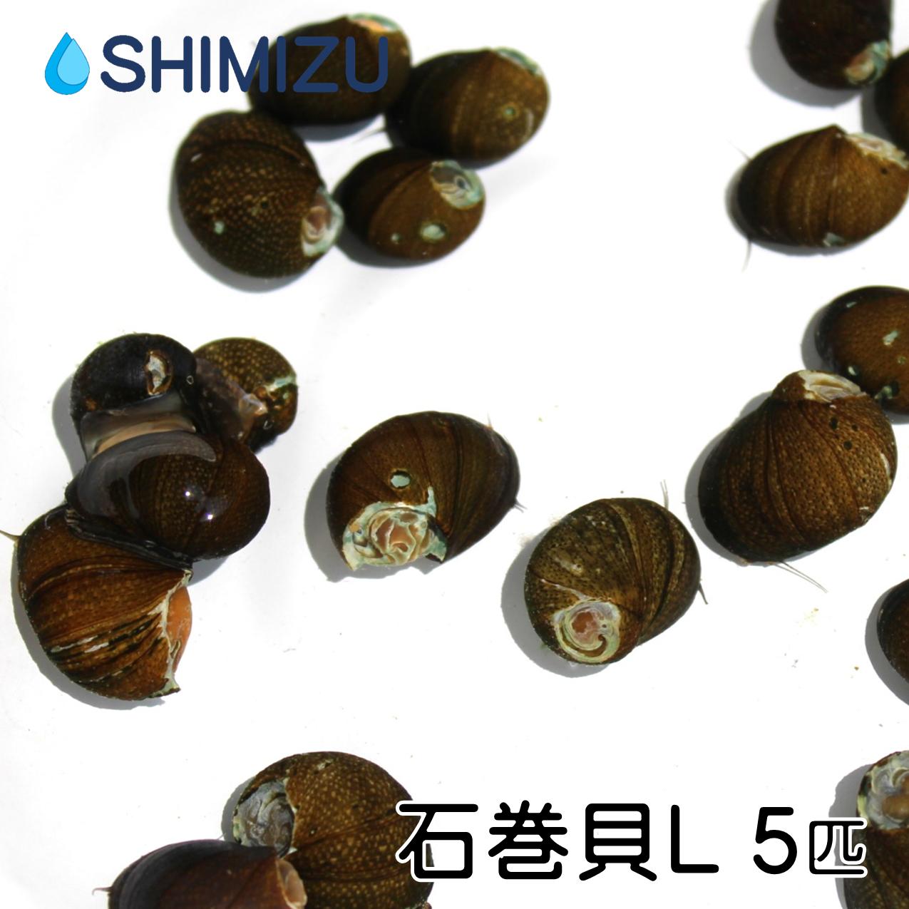 【商品内容】 天然採集の石巻貝Lサイズ 5匹です。 【サイズ】 全長：18〜25mm 【最適飼育水温】 10〜28℃ ・この範囲を超えても飼育は可能ですが健全な状態の維持が困難になります。特に高水温が続くと大きなダメージを受けかねないので注意が必要です。 ・この範囲内でも短時間での急激な水温変化は大きなストレスになるため避けてください。【注意事項】お使いのモニターの発色具合によって、実際のものと色が異なる場合がございます。 【ご注文の前に】 ・天然採集個体であるため、傷や殻の欠損があることがあります。また、苔、他の生物、同種の卵が付着していることがあります。 ・雌雄、サイズ、色柄の指定は承っておりません。 ・お送りする個体は商品画像のサンプル個体と同レベルのものになります。 ・翌々日着以降の地域への発送も承っております。移送時間を考慮した出荷、梱包を行い、成功実績も多数ございます。しかし、翌日着と比較して生体への負担が大きいことと、死着補償の対象外（翌日16時着以降）となることを踏まえた上でご検討ください。 【発送日について】 営業日の午前8：00までにいただいた着日時指定のないご注文は、最短で翌日着でお届けします。 ※地域や商品によっては翌日着以降になることもあります。発送日が決まり次第、メールでお知らせいたします。 【梱包について】 生態や季節に合わせてスチロール箱か段ボール箱で発送します。 高温期には水を凍らせたペットボトルを、低温期には使い捨てカイロを入れて発送することがあります。 【到着後】 ビニール袋を開ける前に、生体の状態を確認してください。 問題が無ければ速やかに水合わせに移行してください。 死着及び著しい衰弱が見られる場合は死着補償の対象となることがあります。 以下の項目をお読みいただき対応をお願いします。 【死着補償について】 死着及び著しい衰弱がありましたら、以下の内容で補償します。 （確認方法） 1.荷物が到着したらビニールを開ける前に状態の確認をお願いします。 ↓ 2.状態に問題がありましたら、ビニール袋を開封せずに、スマートフォンや携帯電話で画像を撮影し、商品到着日中にメールでお送りください。 ↓ 3.画像撮影後はビニール袋を速やかに開封し、生存個体の水合わせ等を行ってください。 （補償内容） ・死着相当分のご購入代金を返金します。 ・1梱包に対して全数が補償対象となる場合は送料も返金します。 ・特別な事情がない限り、代品の発送はいたしません。 （補償の対象外となる場合） ・おまけ入り商品で、おまけの数量よりも少量の死着の場合。 ・お届け時間指定が発送日の翌日16:00着以降になる地域。 ・お客様のご都合により受け取りが16:00以降になった場合。 ・ビニール袋開封後の撮影画像及び到着日以降のご連絡の場合。 【水合わせについて】 ビニール袋の中の水と飼育容器の水とでは、水温と水質が異なることがほとんどです。 急激な環境の変化によるストレスから調子を崩すこともあるため、水温と水質の変化をなるべく少なく緩やかにしてあげることが新規導入の際には重要になります。 そのために行うのが「水合わせ」です。