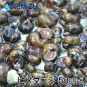 【タニシ】ヒメタニシ200個 大量 まとめセット 200個+α(補償分)サイズ 約1.5cm〜2.5cmコケ取り・水質浄化・餌用・鑑賞・淡水魚混泳用etc※北海道・沖縄への発送は別途+￥500円必要です