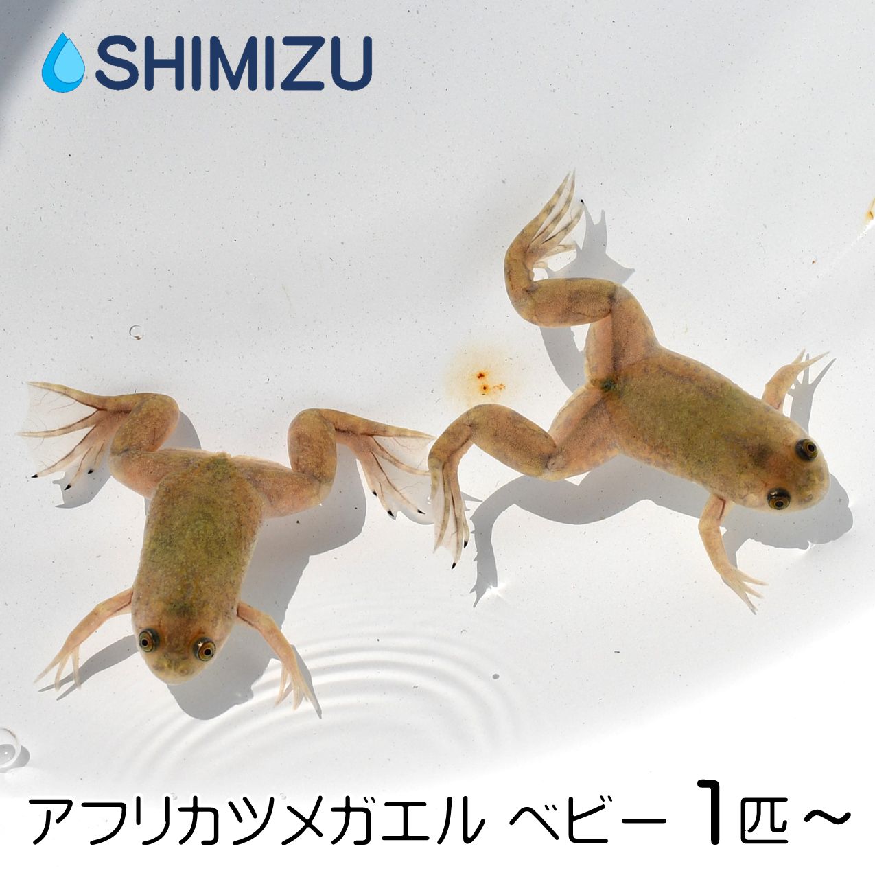 (カエル) アフリカツメガエル ベビー 3.5cm前後 (1～50匹) 国産 両生類 両棲類 蛙