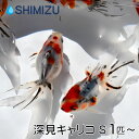 (金魚) 深見キャリコ S (1～5匹) 国産 弥富産 深見養魚場 琉金