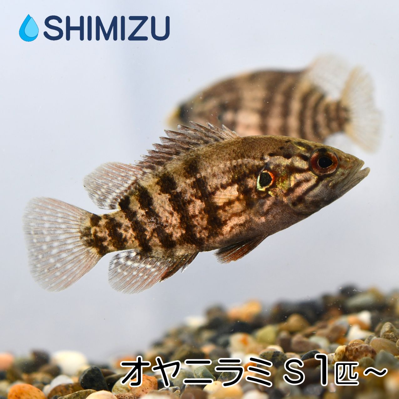 (川魚) オヤニラミ S (1～3匹) 国産 天然 日淡 淡水魚