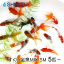 (金魚) すくい金魚MIX SM （5～20匹) 国産 弥冨産 おまけ入り ミックス キンギョ 祭 イベント 琉金 オランダ 出目金 東錦 キャリコ コメット 朱文金 ビオトープ