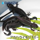 (イモリ) アカハライモリ (1〜10匹、雌雄1ぺア) 国産 両生類 両棲類 トカゲ パルダリウム サンショウウオ