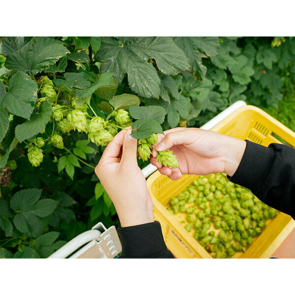 【金印セレクション】「ASOBI-can」ビール(缶350mL×6本)＊送料無料（一部地域除く）