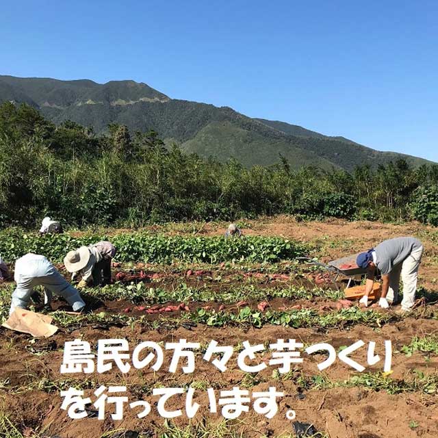 みしま村 25度 1800ml 芋焼酎 三島村 島内製造 kinko-10033434 オーリック サンプル画像2