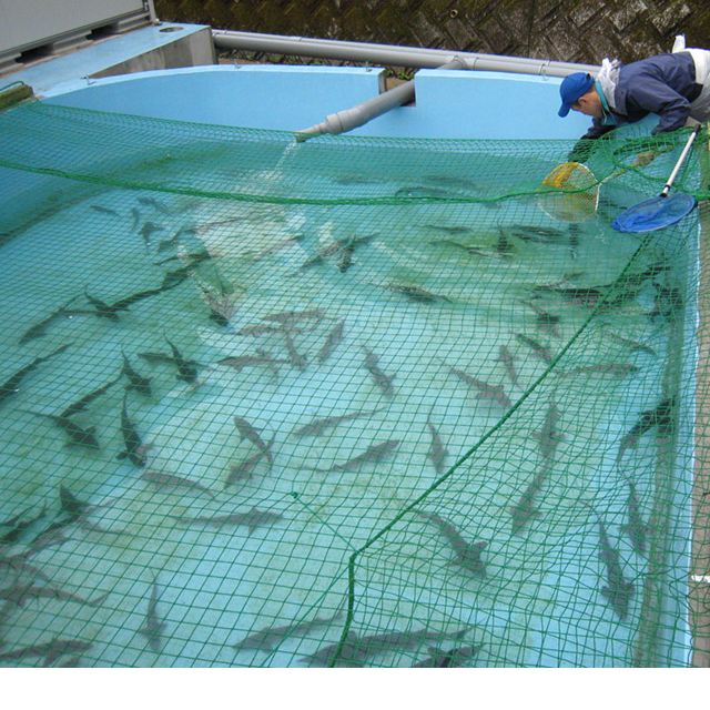 ����ȯ(�Ҥʤ�)����ӥ� 20g �ܺ긩���� caviar ����ľ��/����Բ�/Ʊ���Բ�