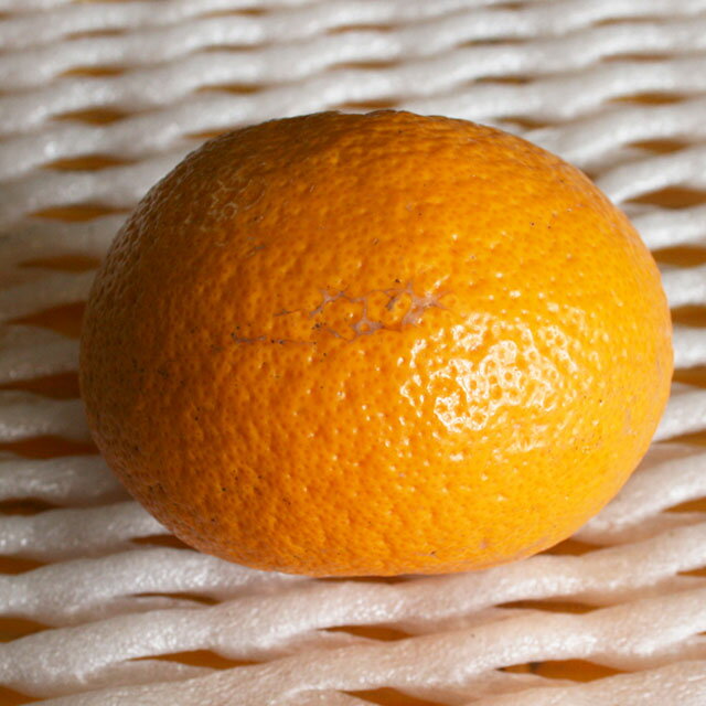 �����ꡡ����̵����Ĺ��Į����绺���Ų�(���ޤʤġˡ�3kg��2����������6kg��[����̵��/����ľ��/Ʊ���Բġ�����Բ�]���̳�ƻ�������϶�ϡ���������1000�ߤ�ȯ�����ޤ���