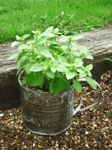 □ブリキ鉢シリーズバジル栽培セット2678-A ◇ブリキ鉢シリーズバジル栽培セット2678-Aブリキ ...