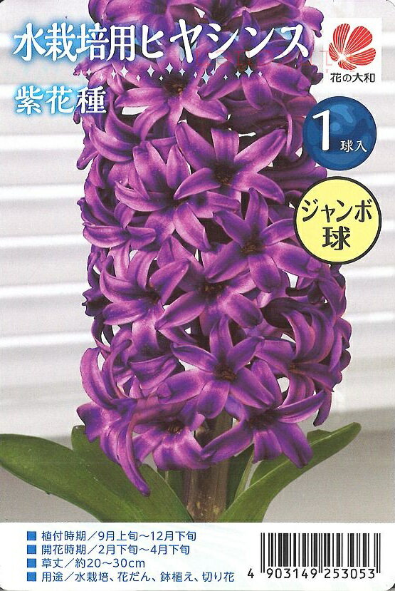 【球根以外の同梱不可】 □ 水栽培用ヒヤシンス ジャンボ球 紫花種 1球のサムネイル