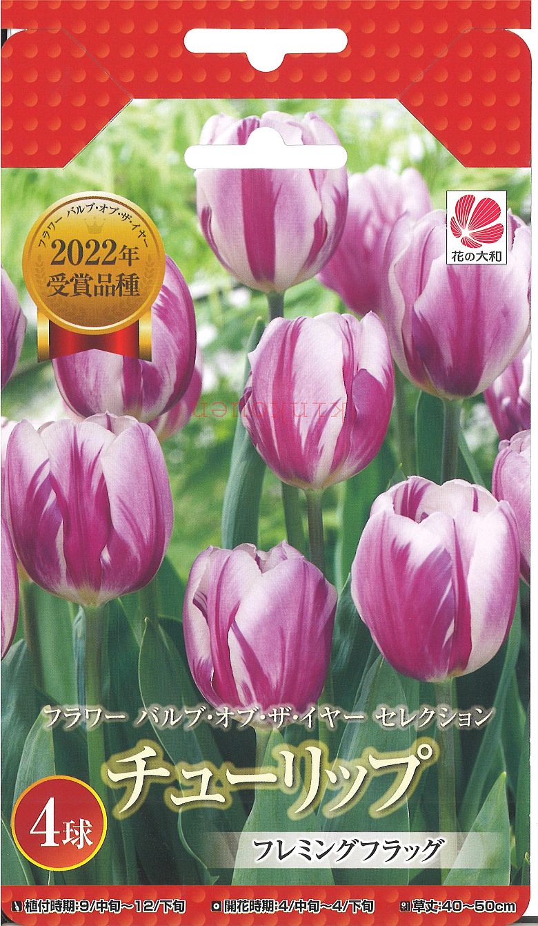 □ チューリップ フレミングフラッグ 4球のサムネイル