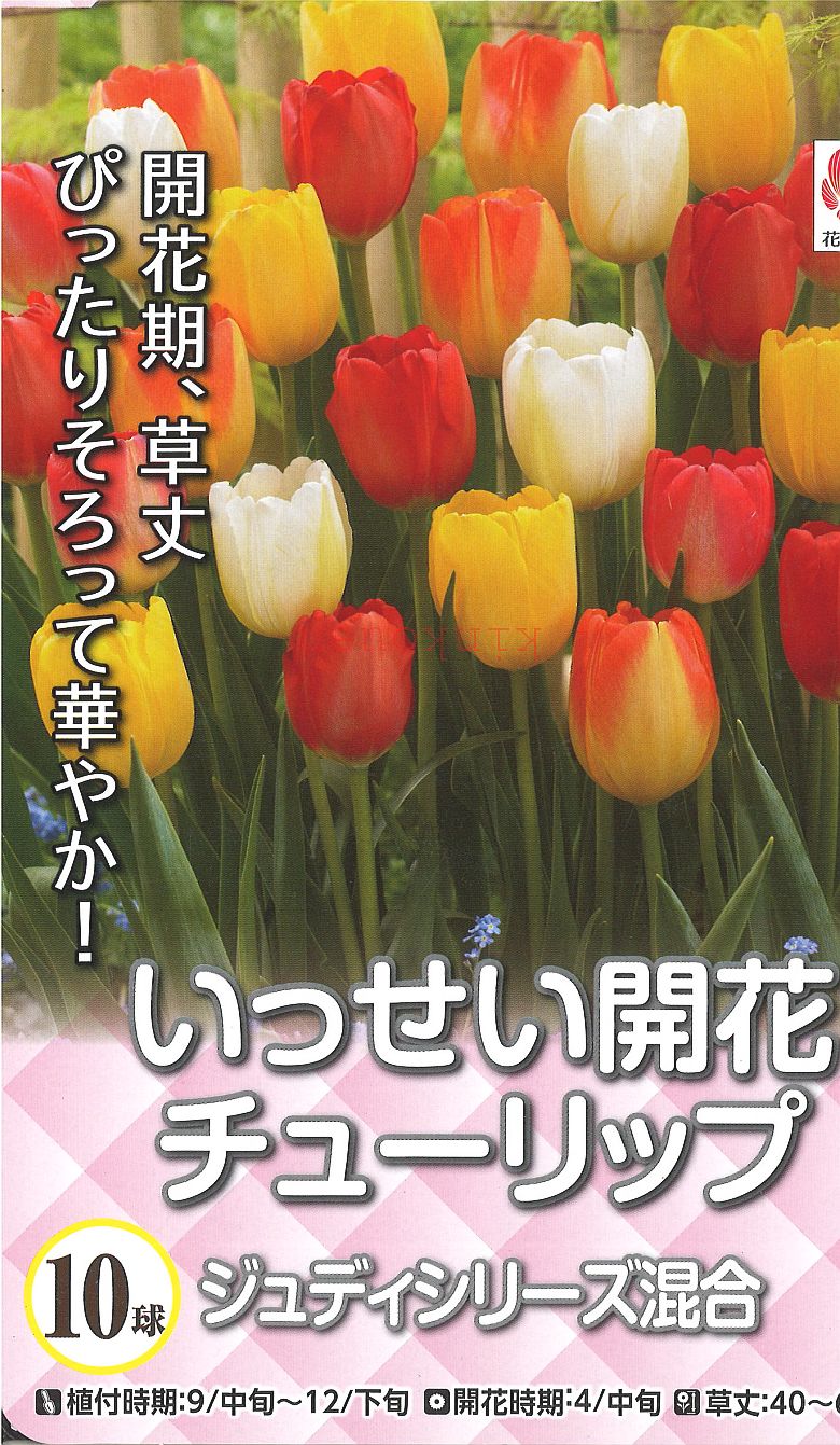 【10月以降、入荷順に出荷します】 □ いっせい開花チューリップ ジュディシリーズ混合 10球