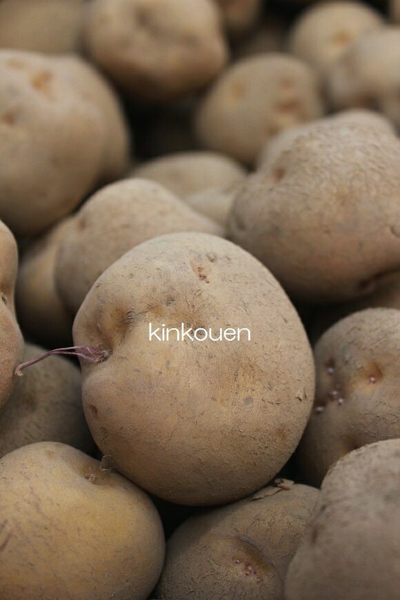 種芋 じゃがいも【種イモ】 □ジャガイモ　キタアカリ　1kg