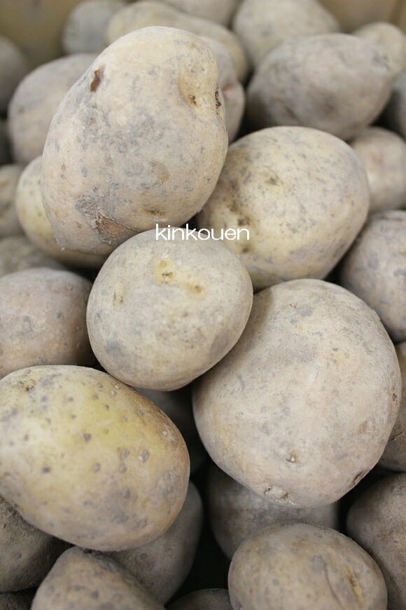 □ジャガイモ　チェルシー　1kg