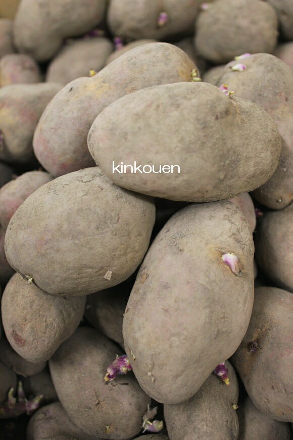 □ジャガイモ　インカのひとみ　1kg