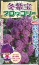 【代引不可】【送料5袋まで80円】 □パープルブロッコリー 冬紫宝ブロッコリー